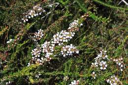 Sivun Leptospermum liversidgei R. T. Baker & H. G. Smith kuva