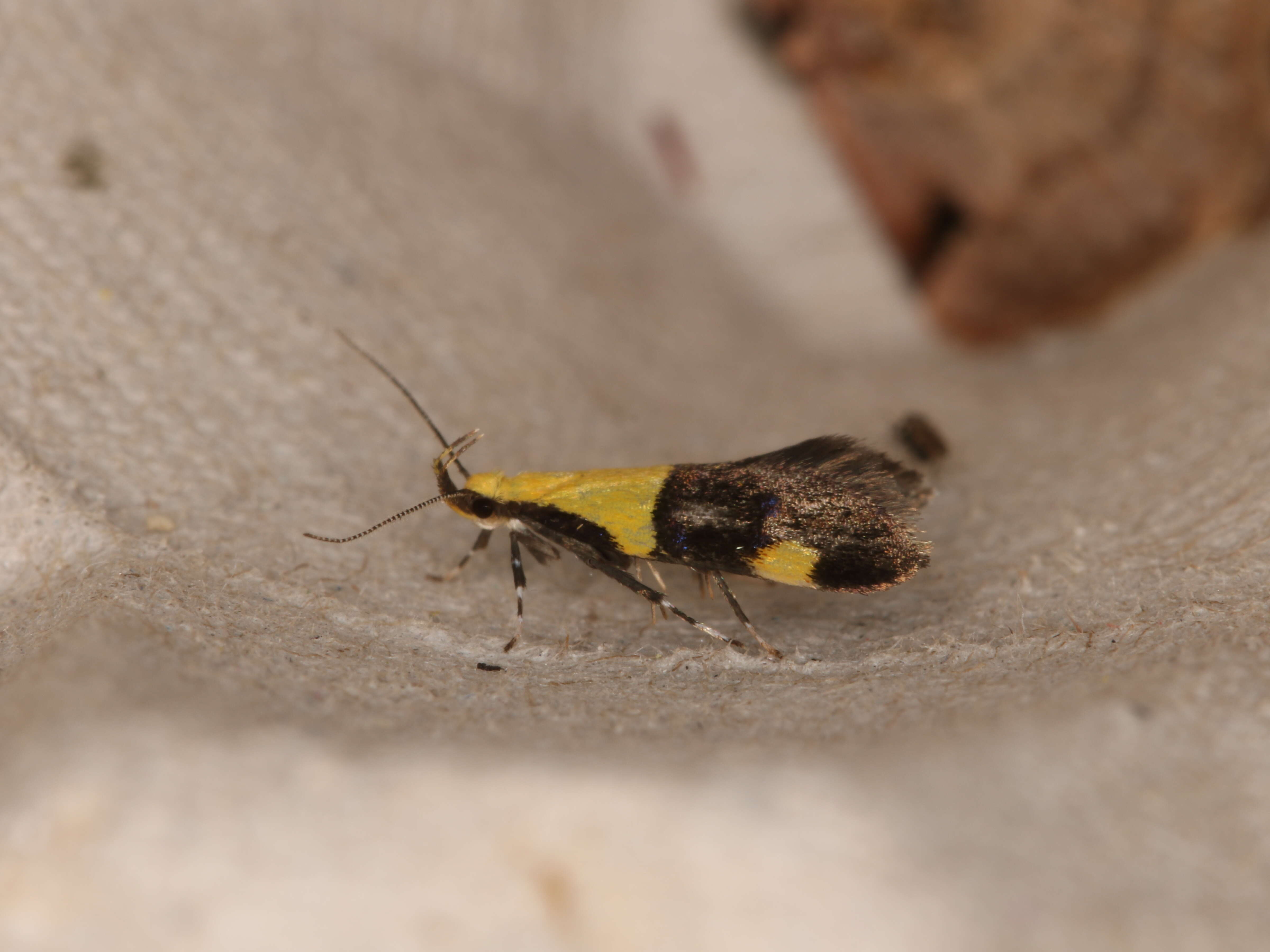 Image of Oecophora bractella Linnaeus 1758