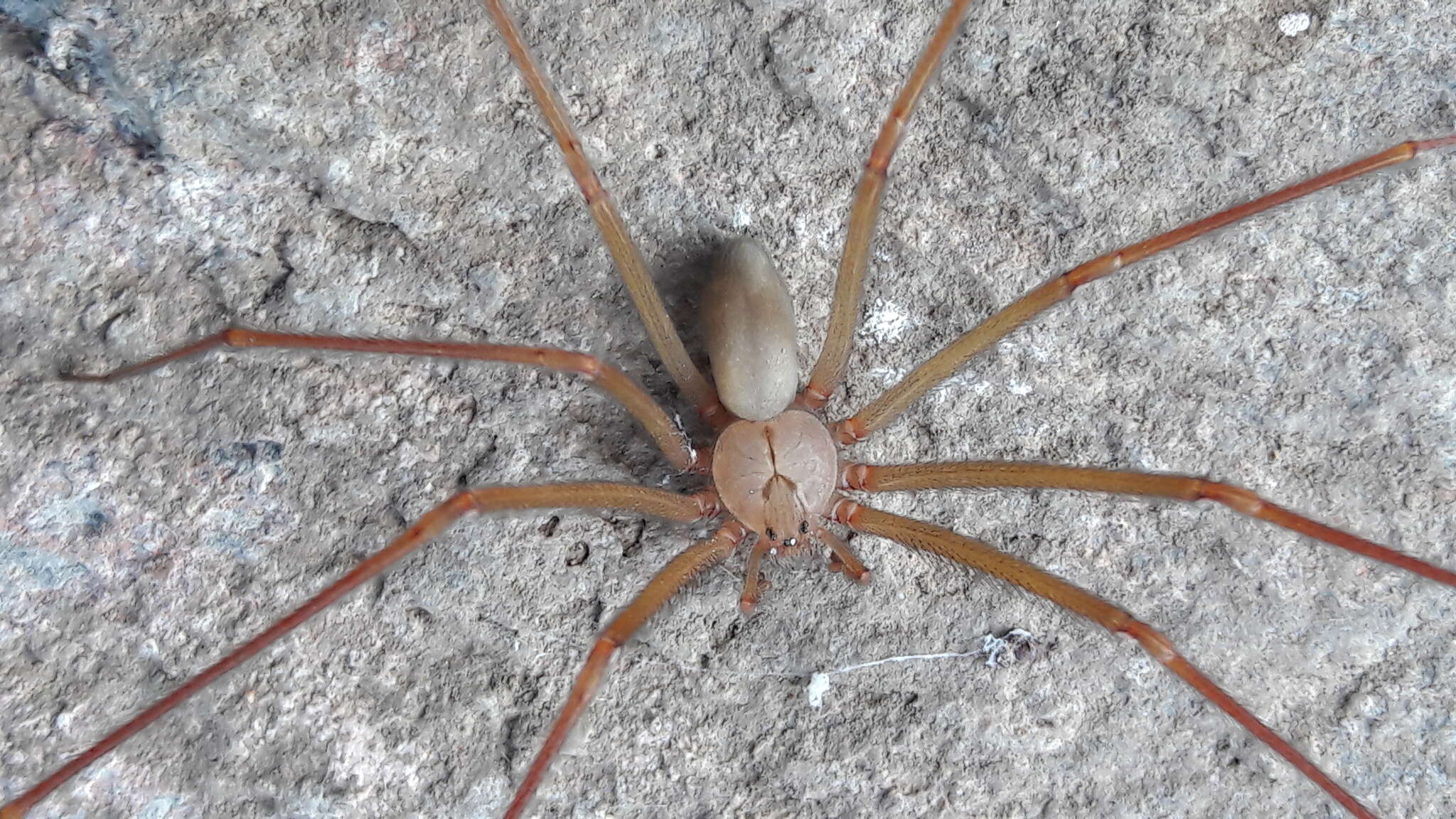 Image of Loxosceles zapoteca Gertsch 1958