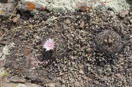 Image of Echinofossulocactus zacatecasensis Britton & Rose