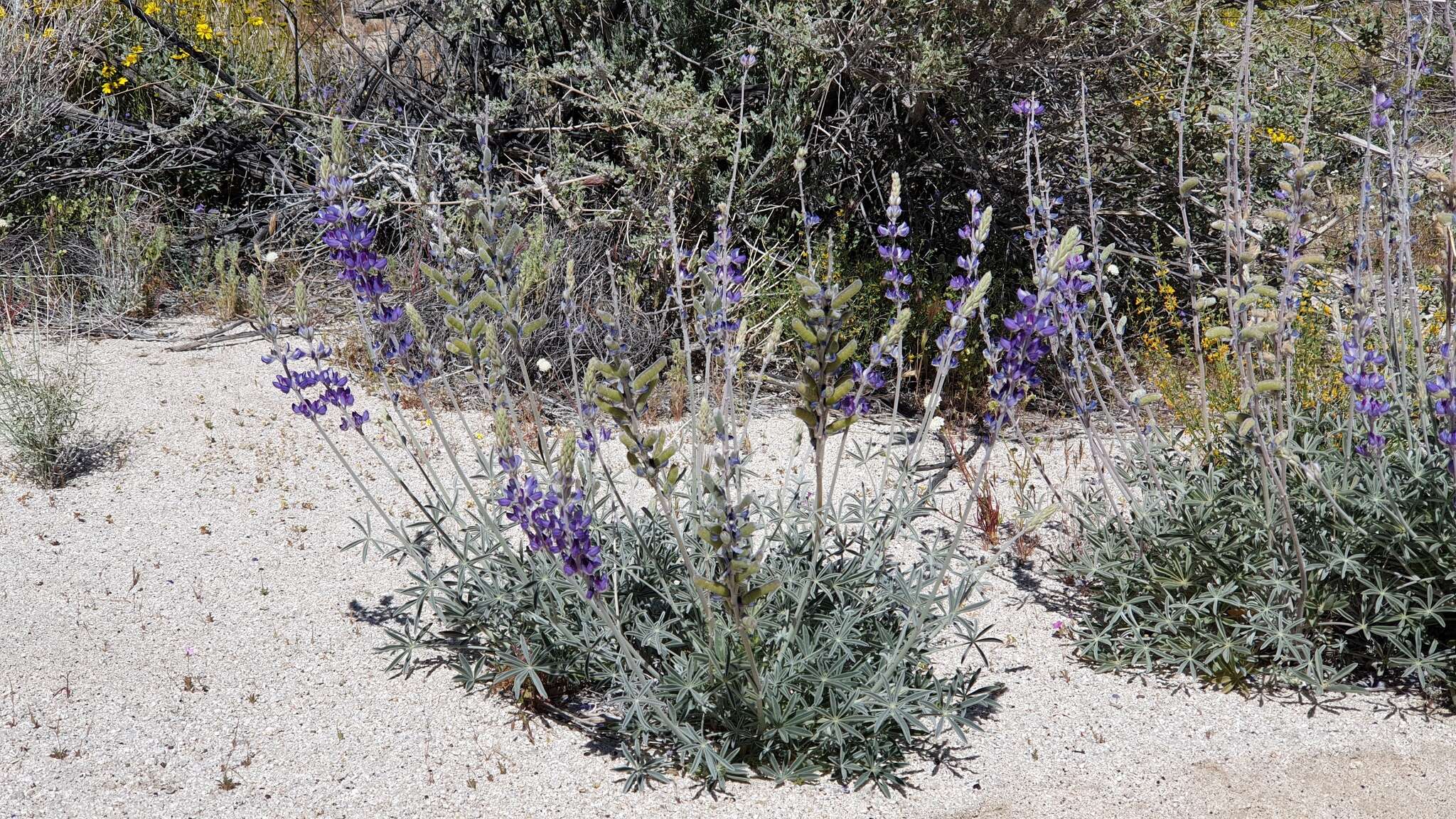 Imagem de Lupinus excubitus var. medius (Jeps.) Munz