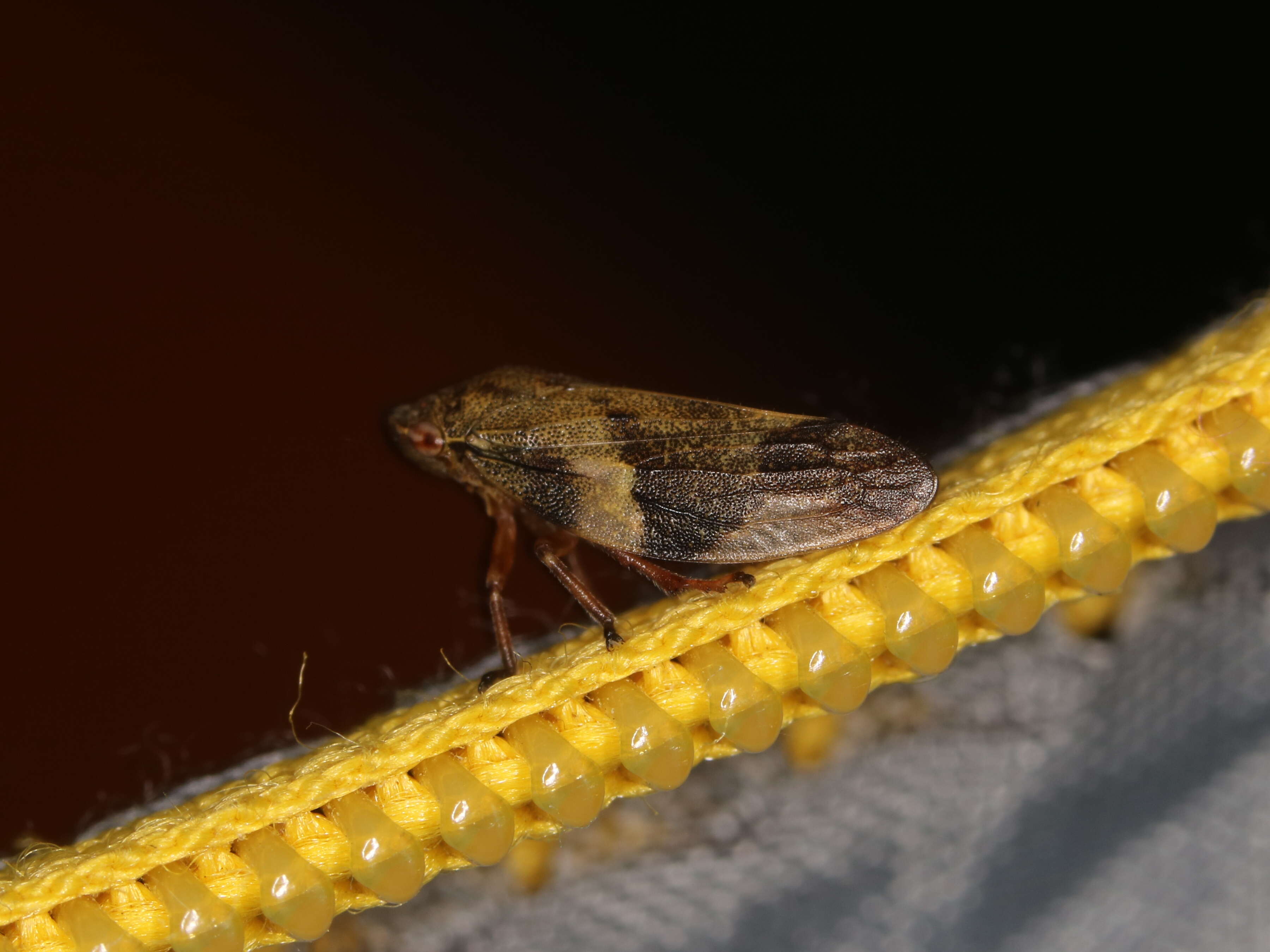 Image of European Alder Spittlebug