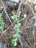 Image of Sericocarpus tortifolius (Michx.) Nees