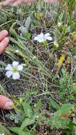 Image of Cherleria circassica (Albov) A. J. Moore & Dillenb.