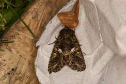 Image of orache moth