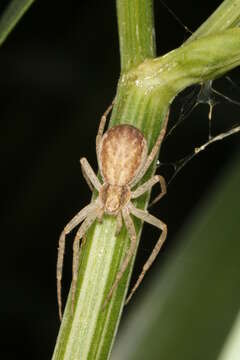 Image of Philodromus dispar Walckenaer 1826