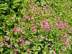 Image of Great Purple Monkey-Flower