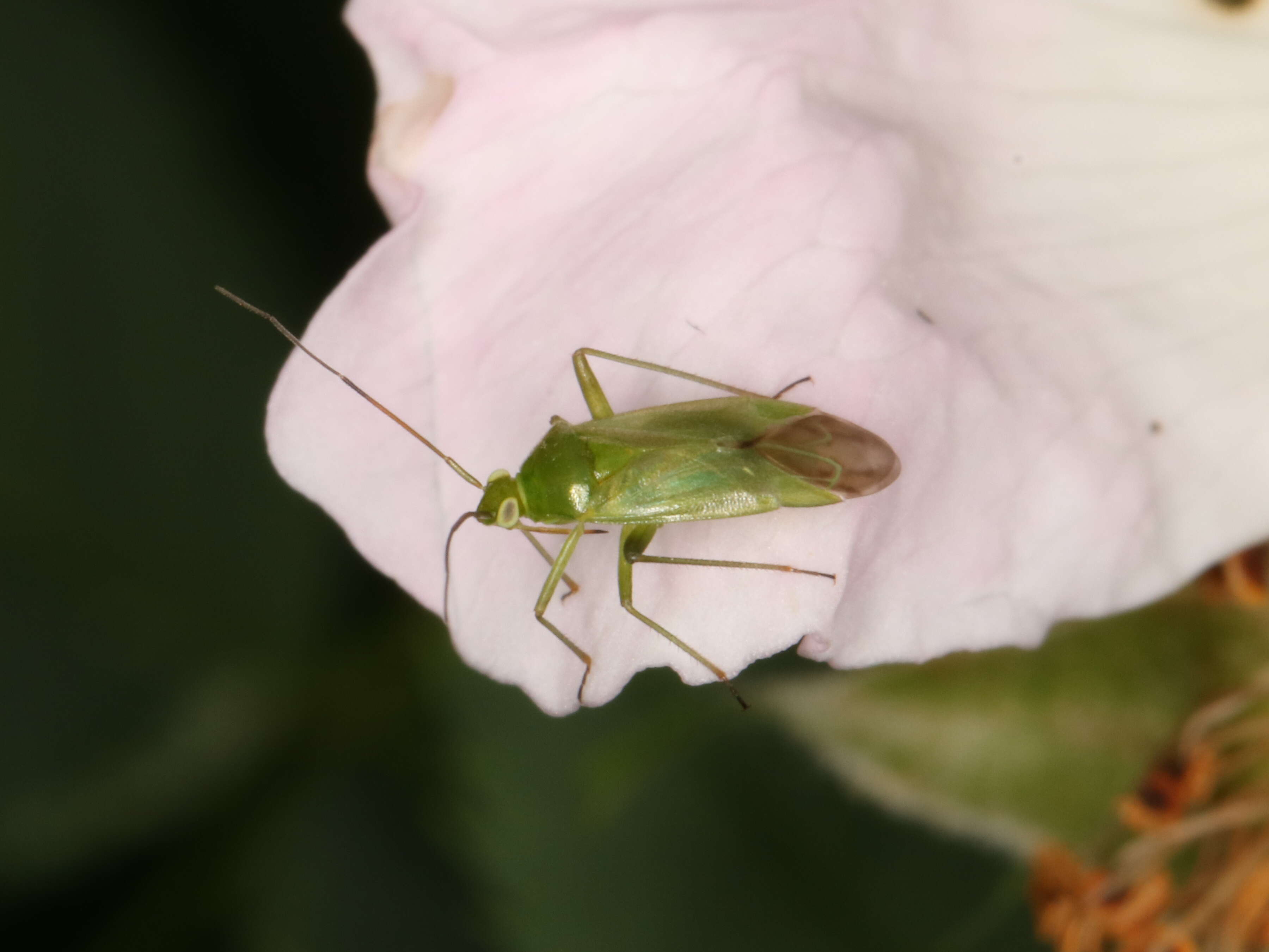 Image of Lygocoris