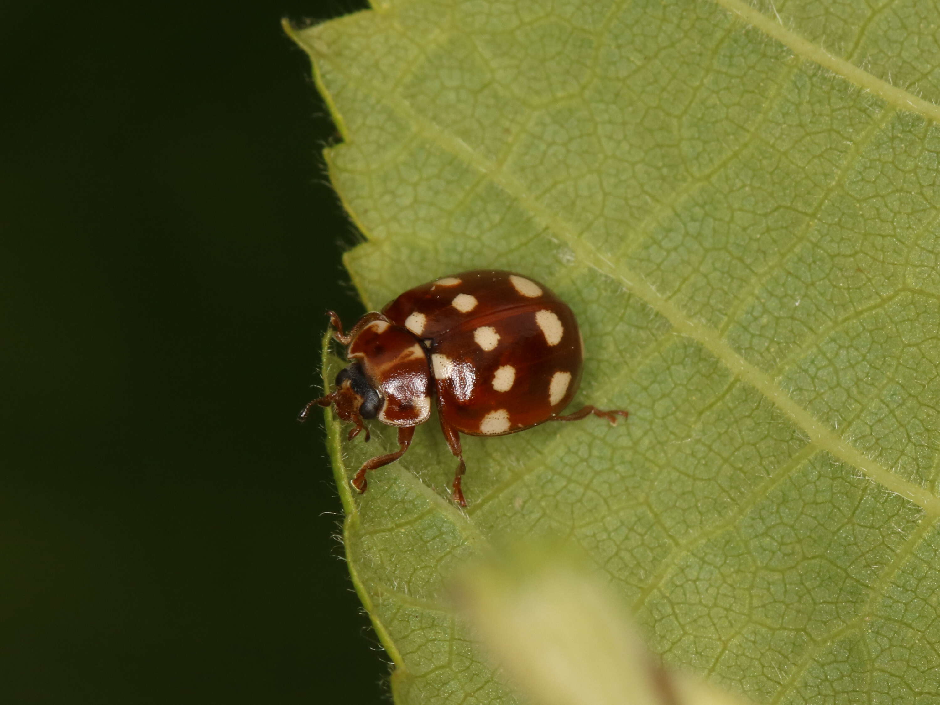 Image of Calvia quatuordecimguttata (Linnaeus 1758)