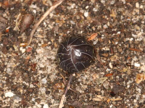 Image of Pill woodlouse