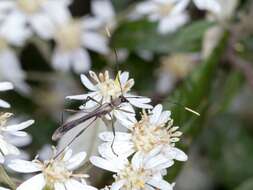 Image of Enchoptera apicalis Saunders 1850