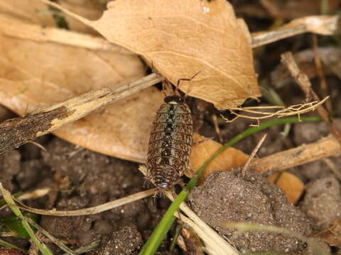 Image of Philoscia Latreille 1804