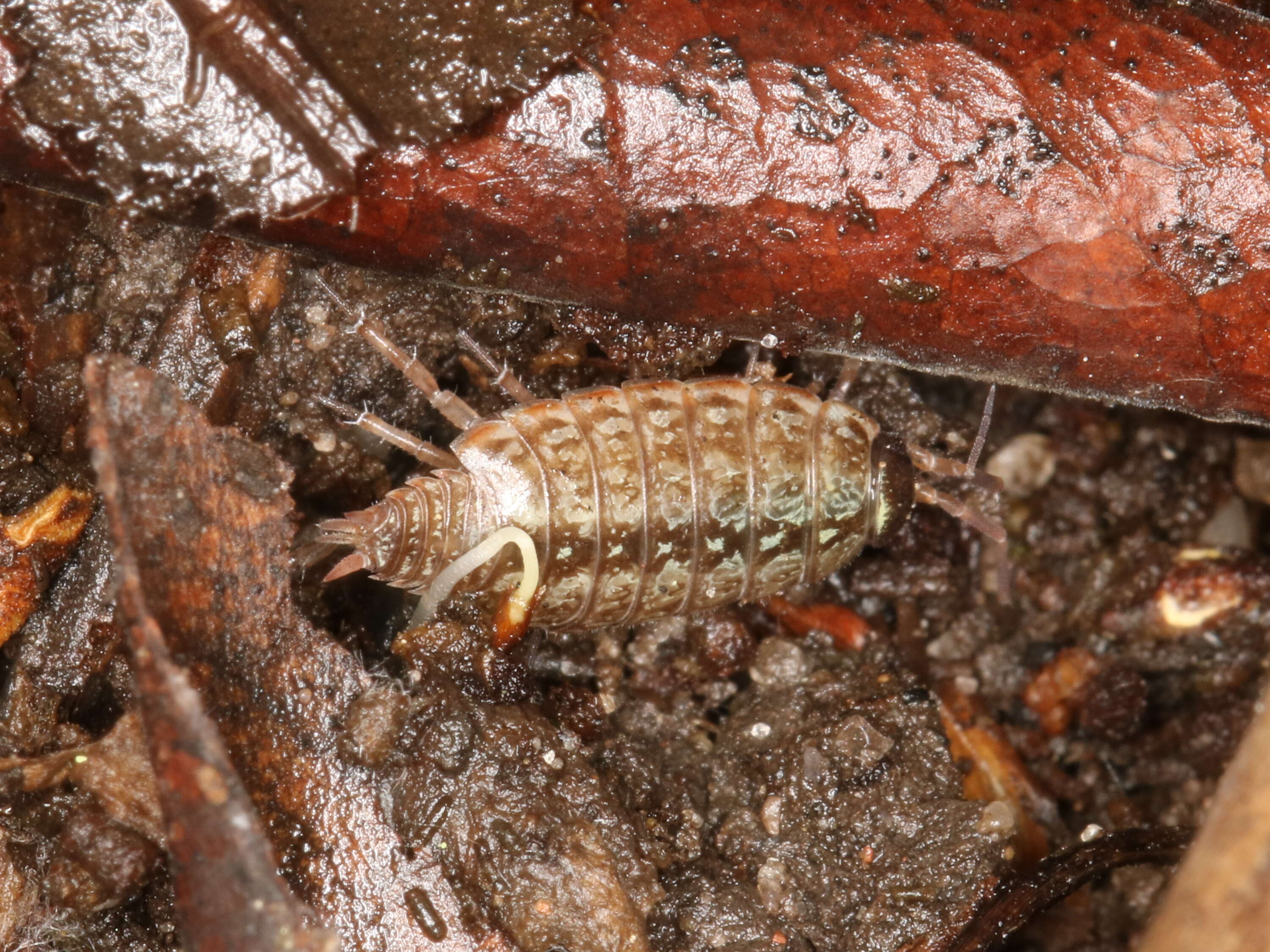 Image of Philoscia Latreille 1804