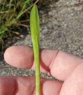 Image of Carolina Grasswort