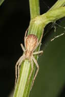 Image of Philodromus dispar Walckenaer 1826