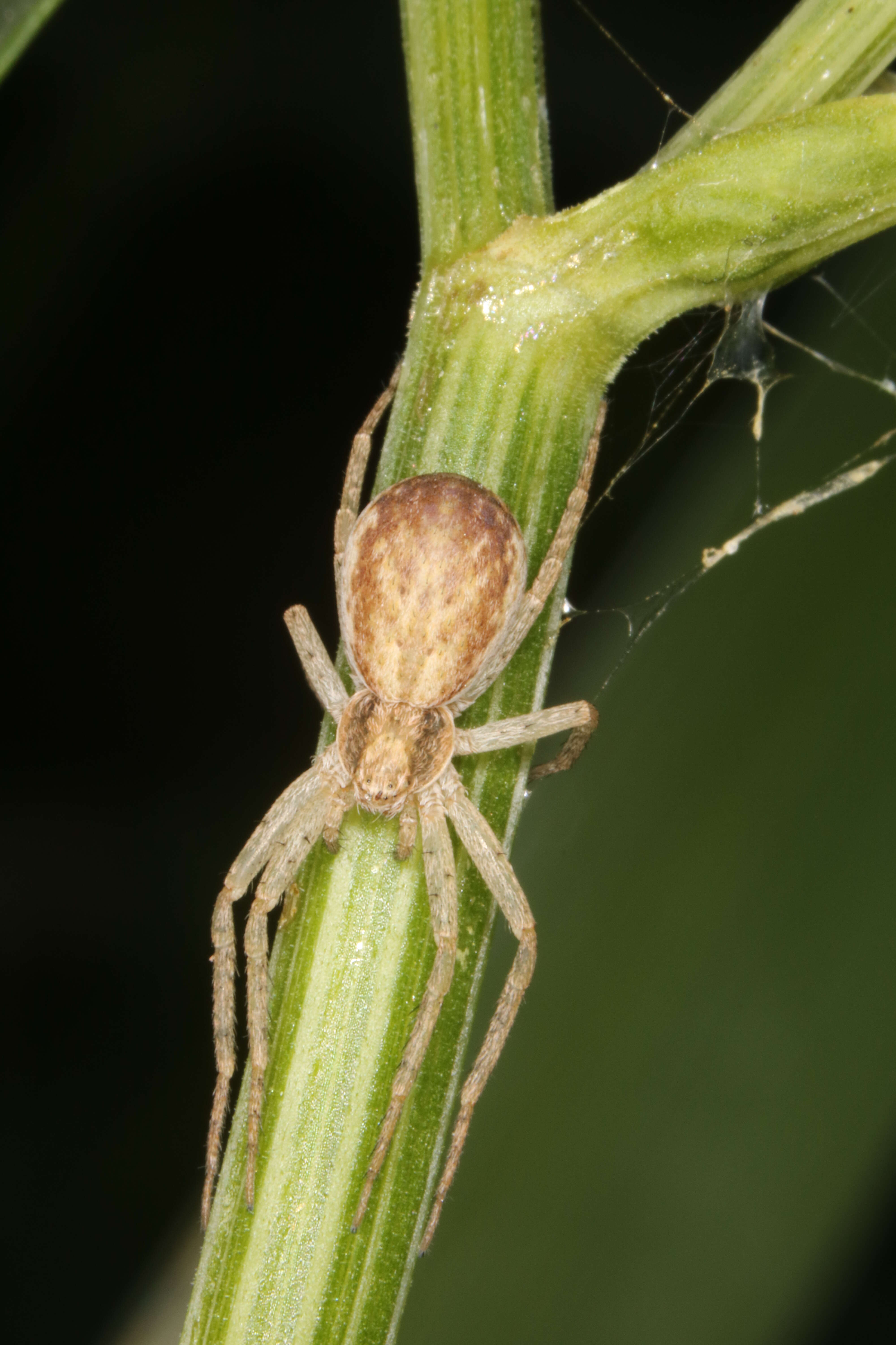 Image of Philodromus dispar Walckenaer 1826