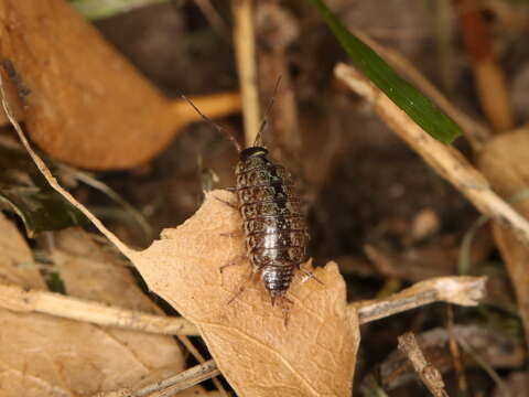 Image of Philoscia Latreille 1804