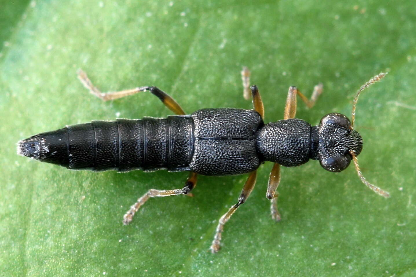 Image of Stenus (Hypostenus) similis (Herbst 1784)