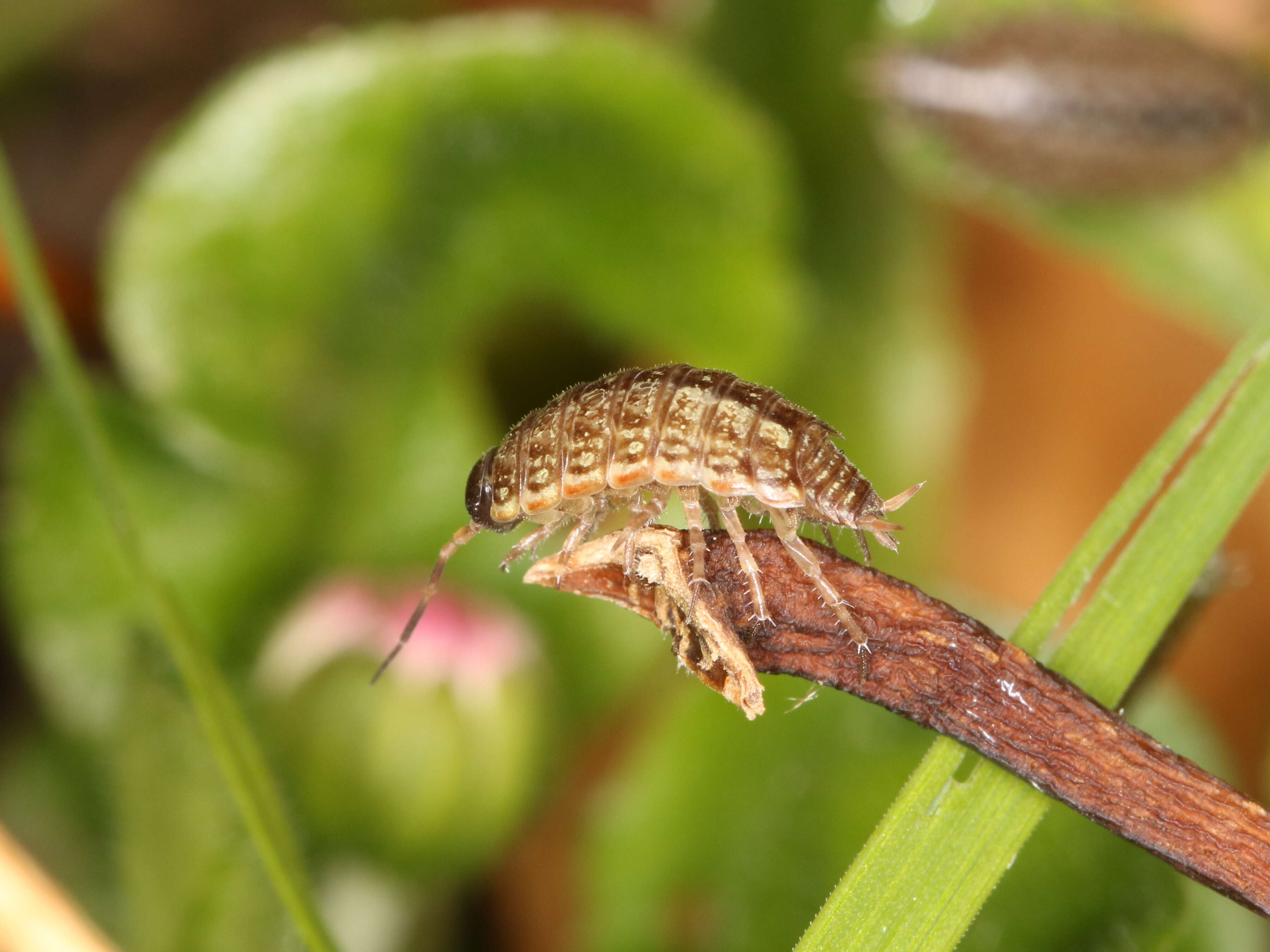 Image of Philoscia Latreille 1804