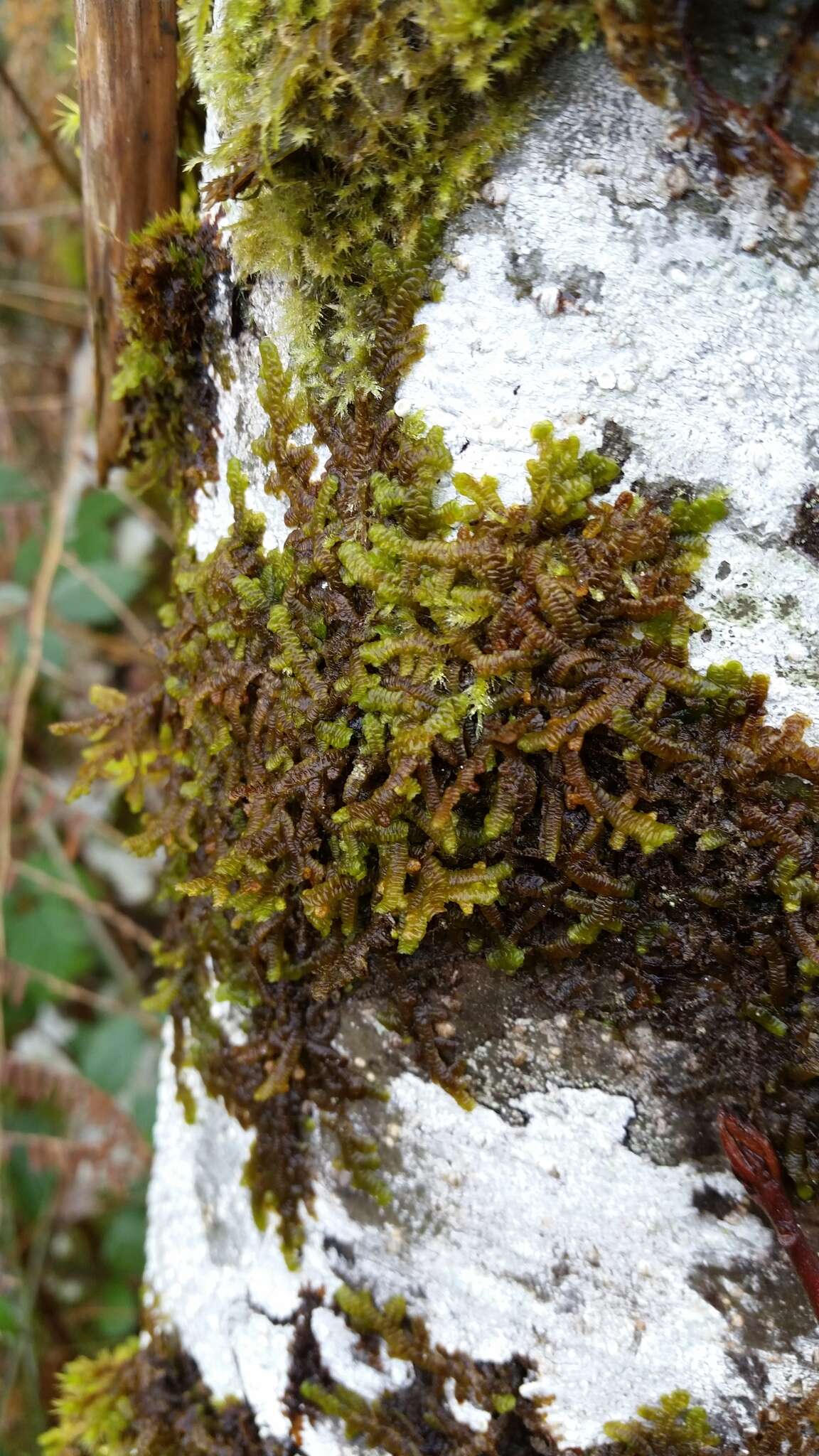 Image of Porella navicularis (Lehm. & Lindenb.) Pfeiff.