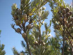 Image of Leucadendron uliginosum subsp. uliginosum