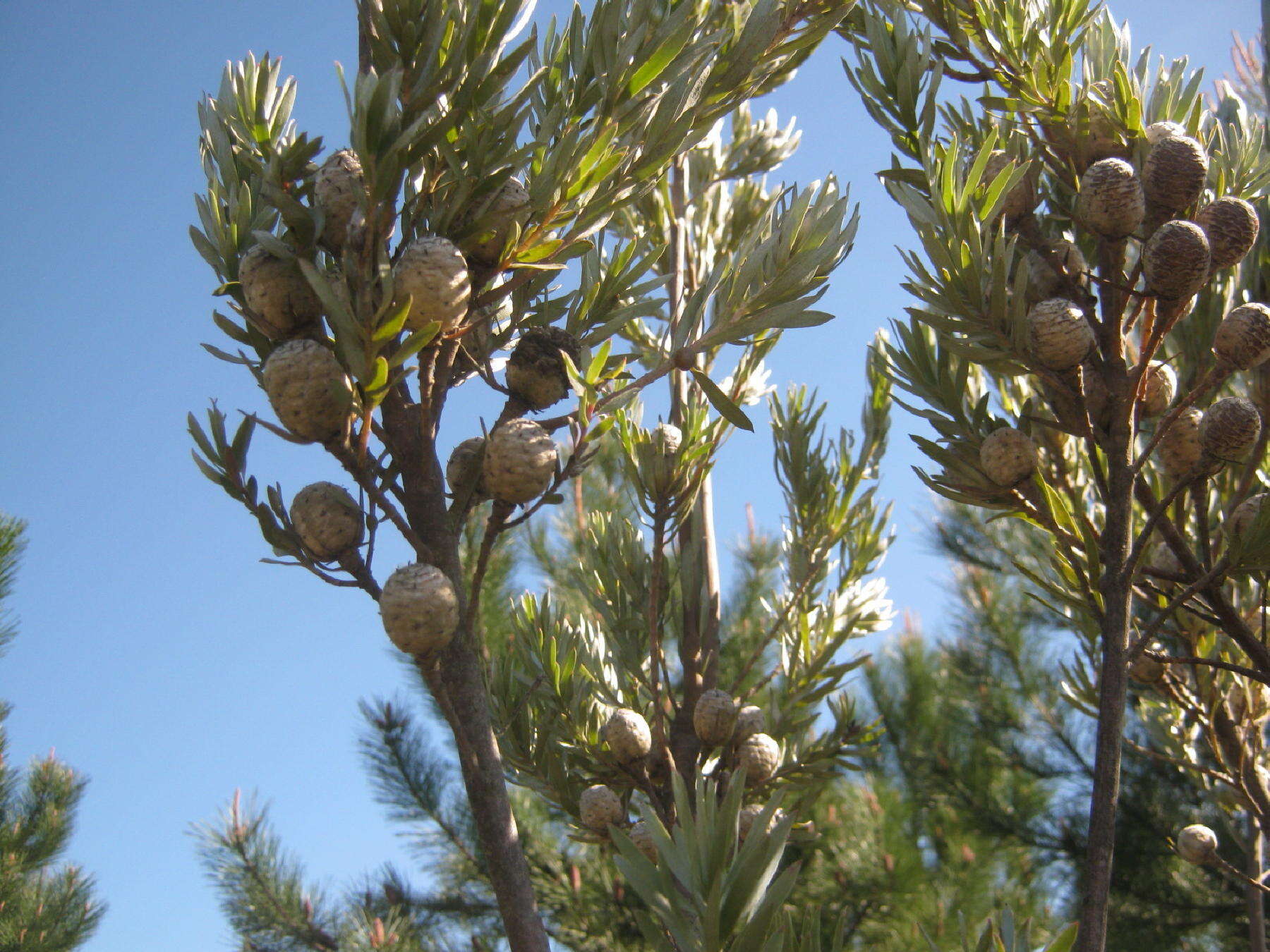 Image of Leucadendron uliginosum subsp. uliginosum