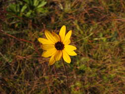 Sivun Helianthus heterophyllus Nutt. kuva