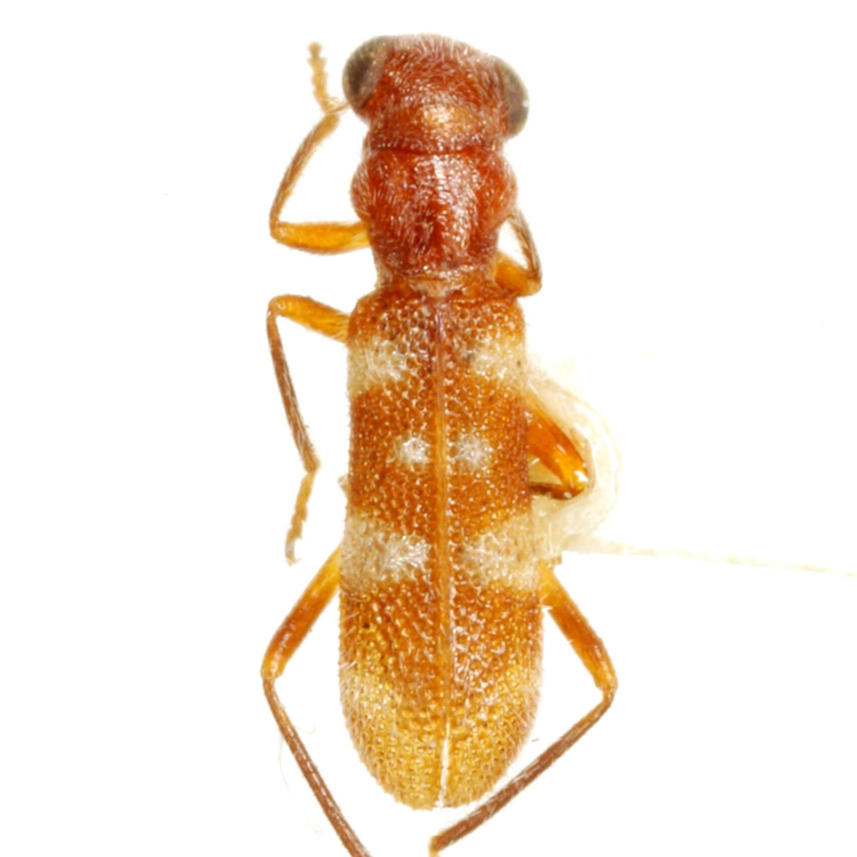 Image of Isohydnocera albocincta (Horn 1871)