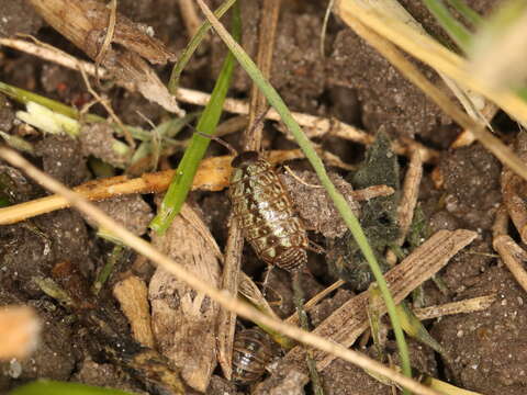 Image of Philoscia Latreille 1804