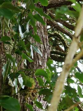 Image of Sawara Cypress