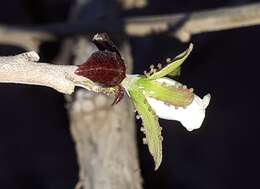 Image of Jatropha cordata (Ortega) Müll. Arg.