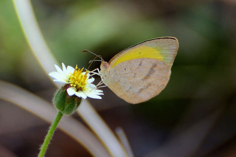 Слика од Eurema herla (Macleay 1826)