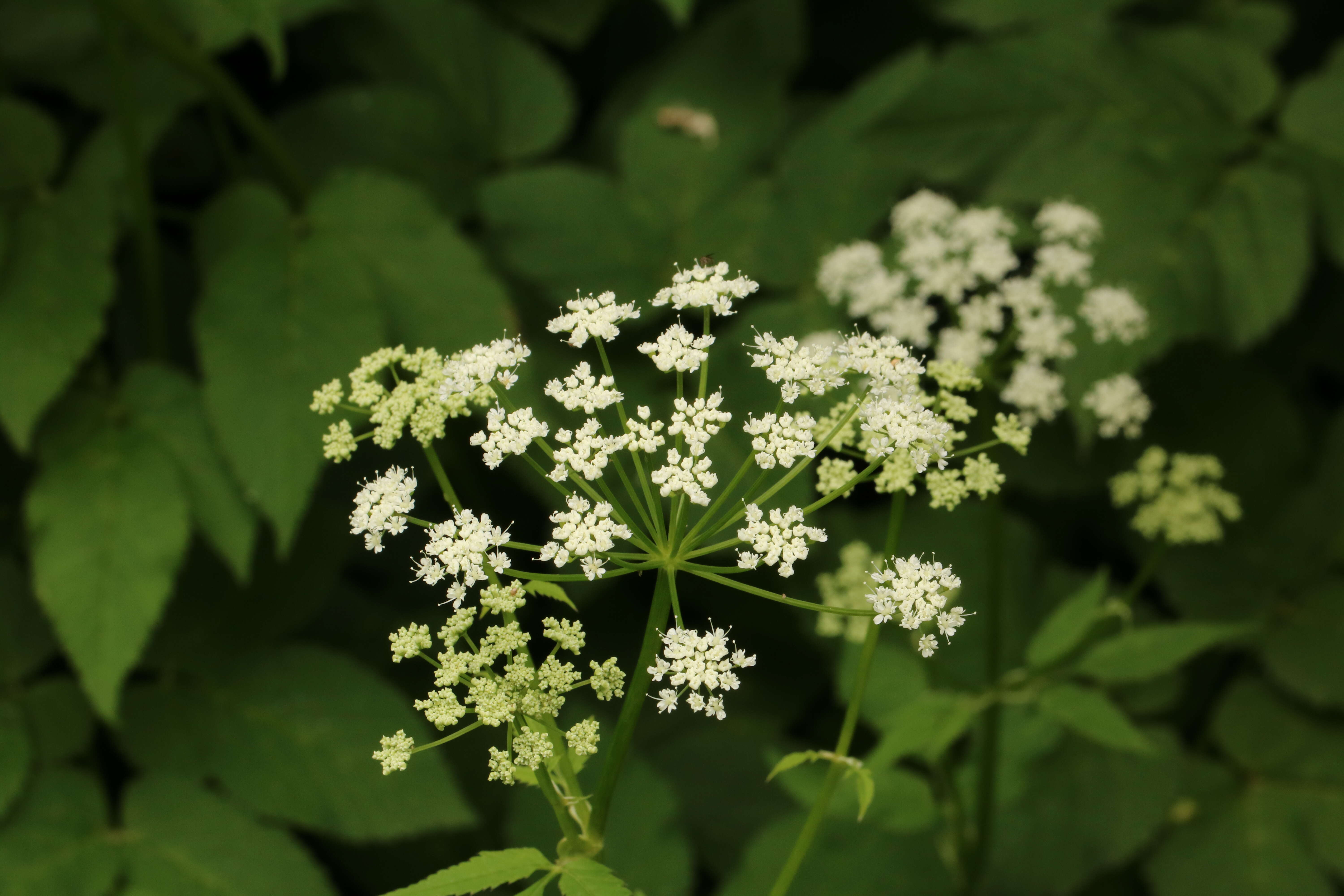 Image of bishop's goutweed