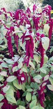 Imagem de Amaranthus caudatus L.