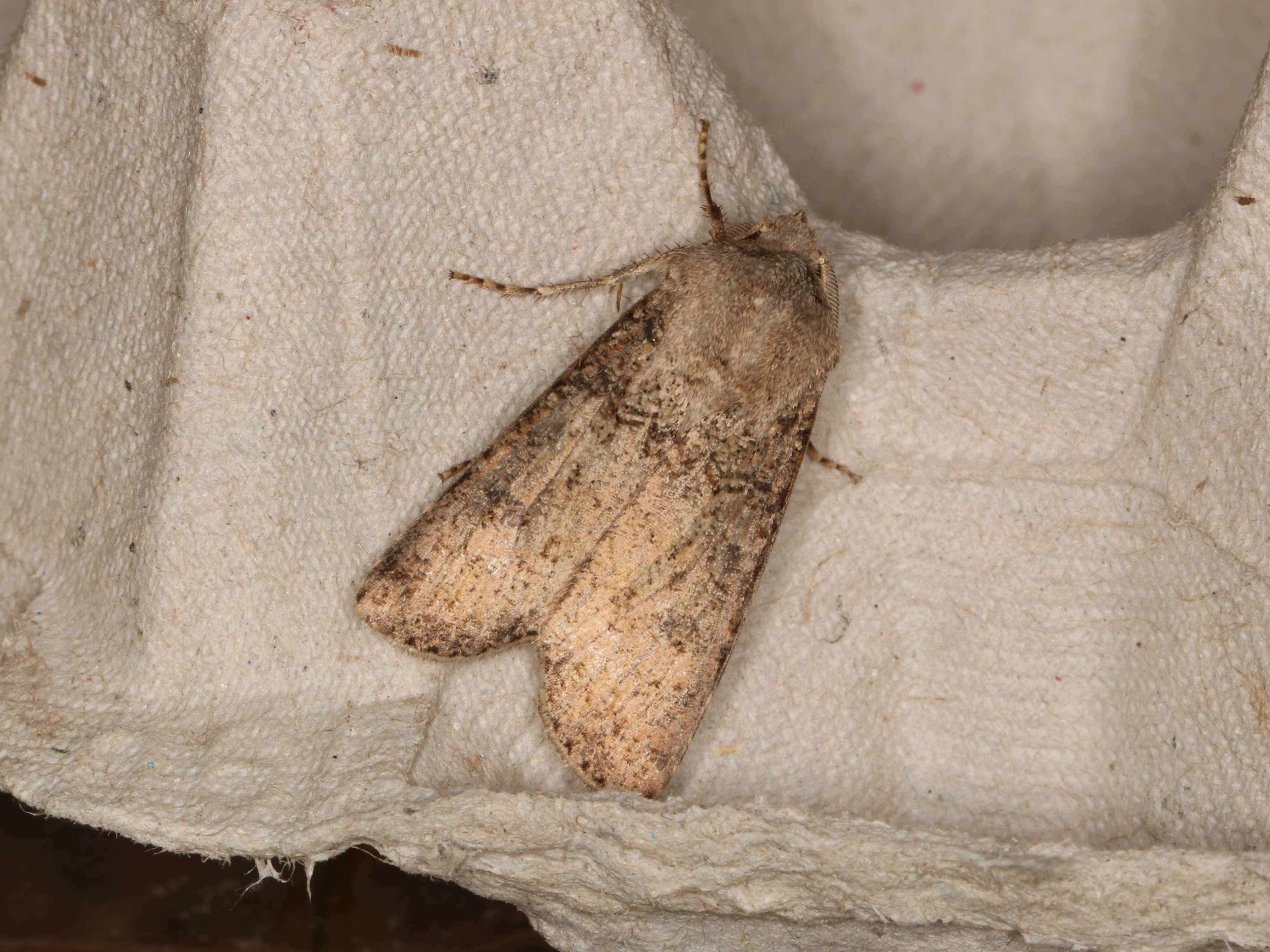 Image of turnip moth