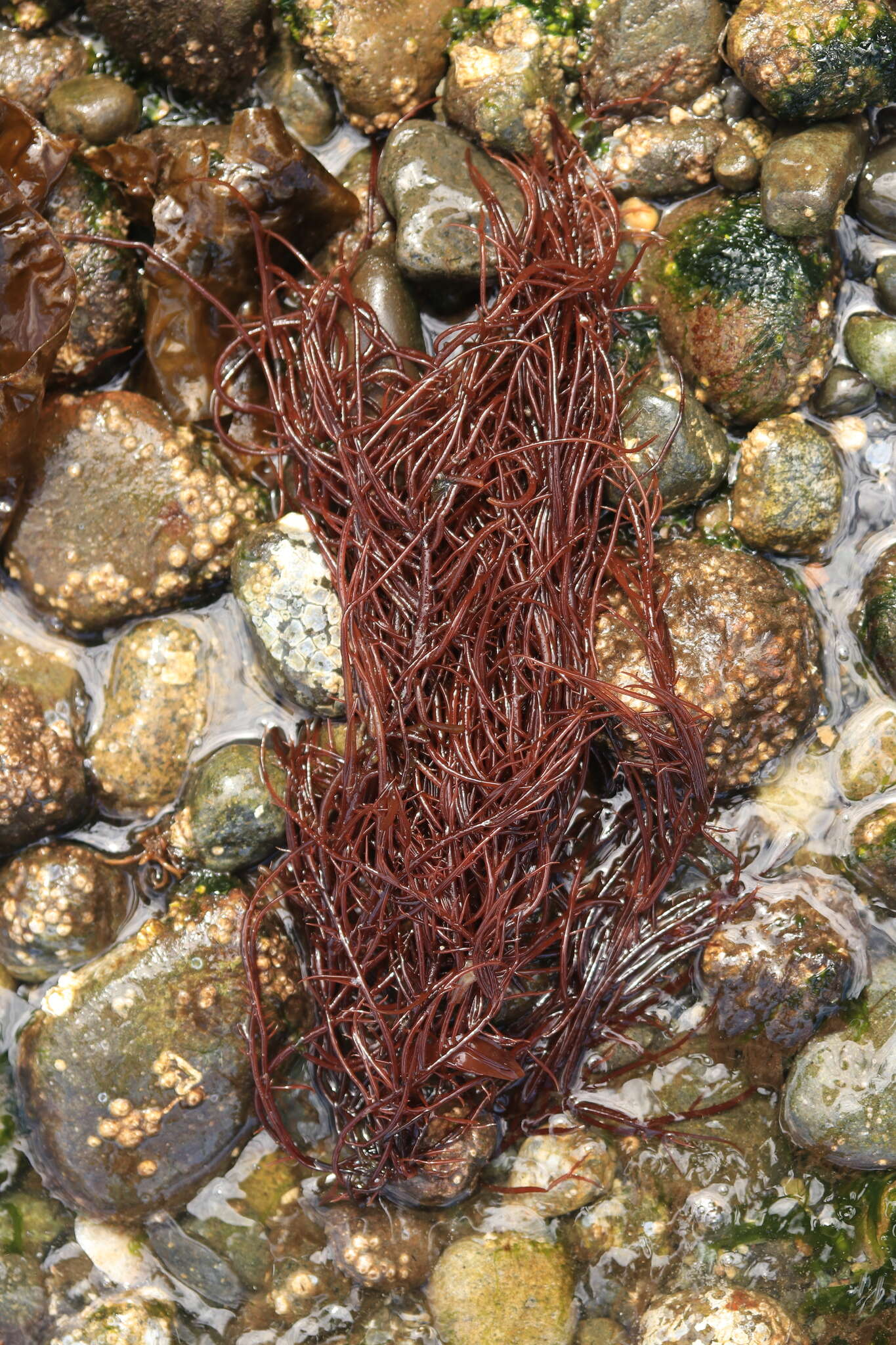 Image of Sea Noodles