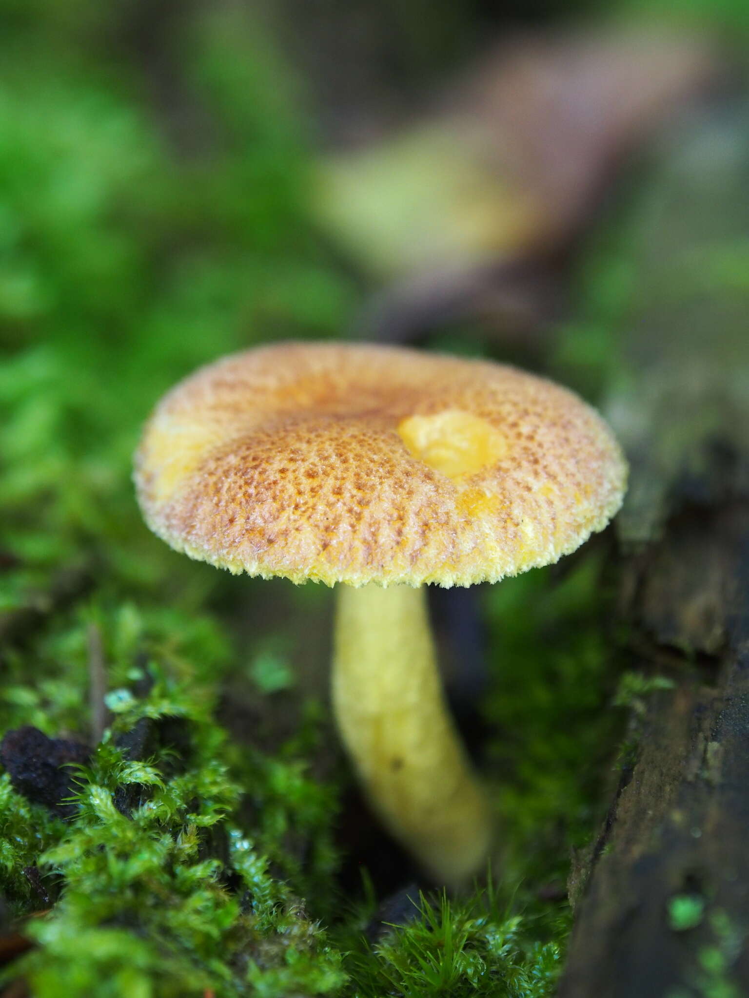 Image of Tricholomopsis flammula Métrod ex Holec 2009