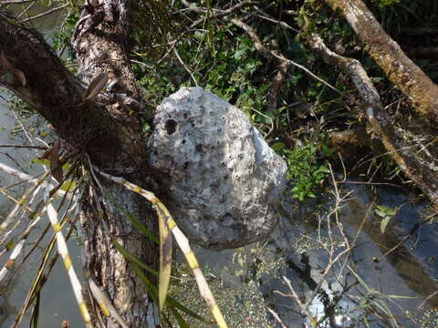 Hydnophytum formicarum Jack resmi