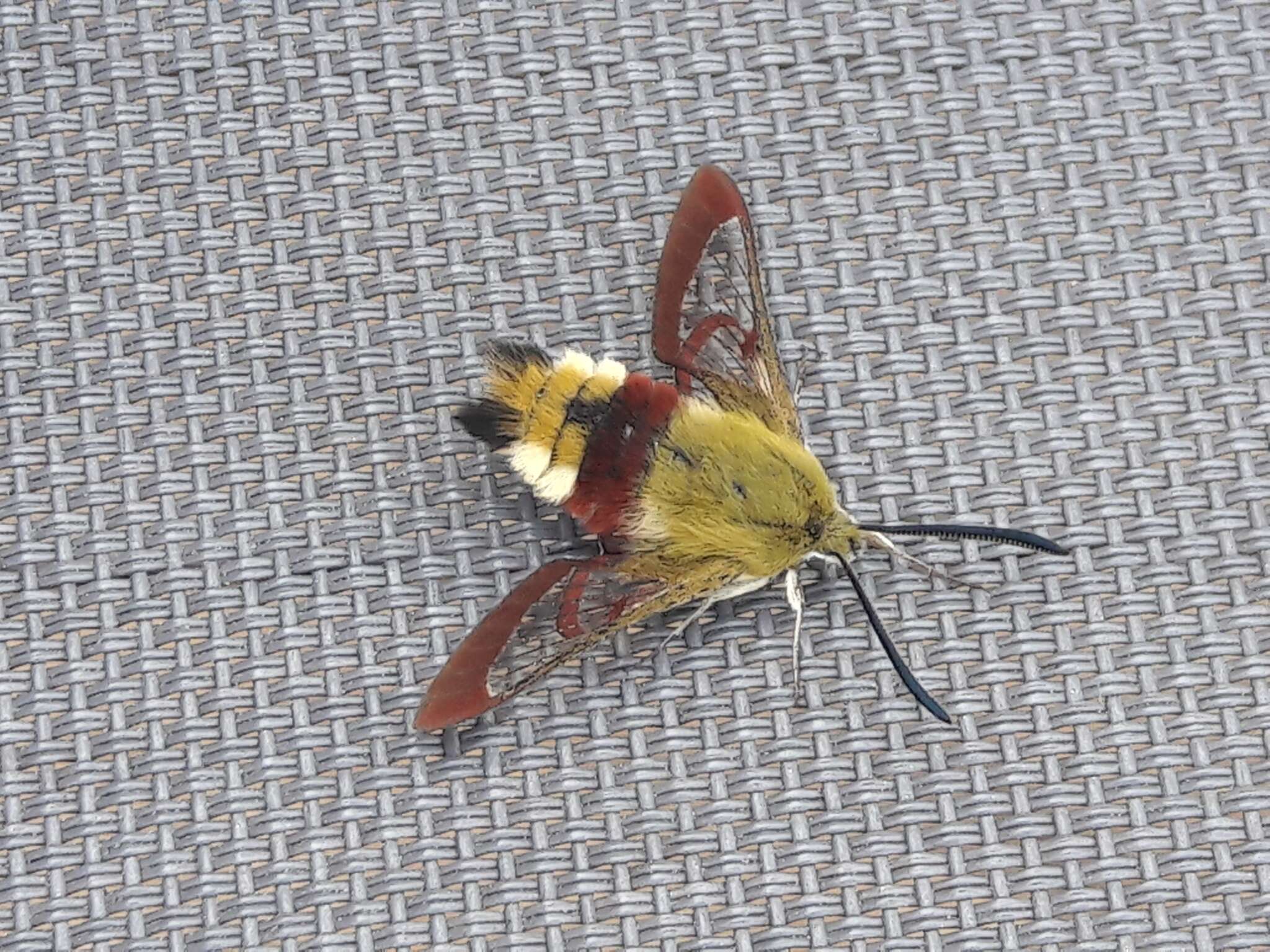 Image of broad-bordered bee hawk-moth