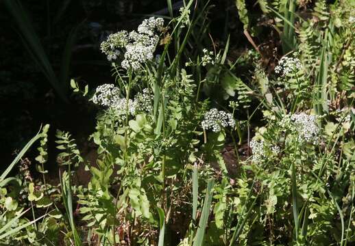 Imagem de Berula erecta subsp. erecta