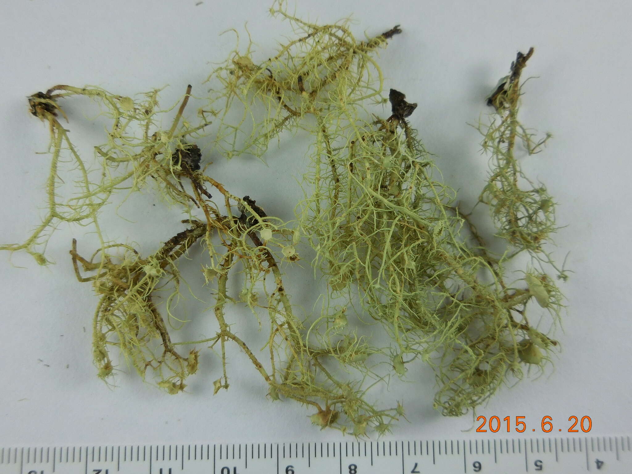 Слика од Usnea intermedia (A. Massal.) Jatta