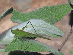 Image of Phaneroptera (Phaneroptera) sparsa Stål 1857