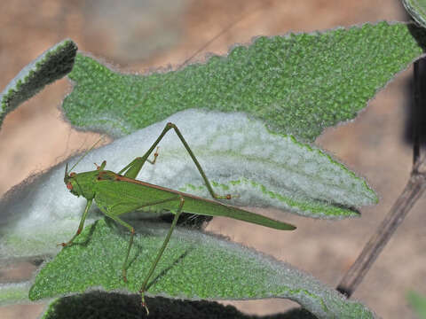 Image of Phaneroptera (Phaneroptera) sparsa Stål 1857