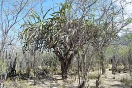 Image of Leptocereus paniculatus (Lam.) D. R. Hunt