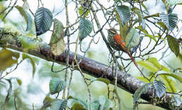 Image of Pearled Treerunner