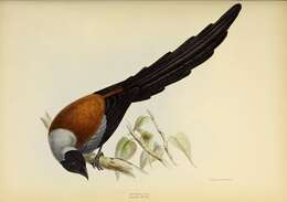 Image of Collared Treepie