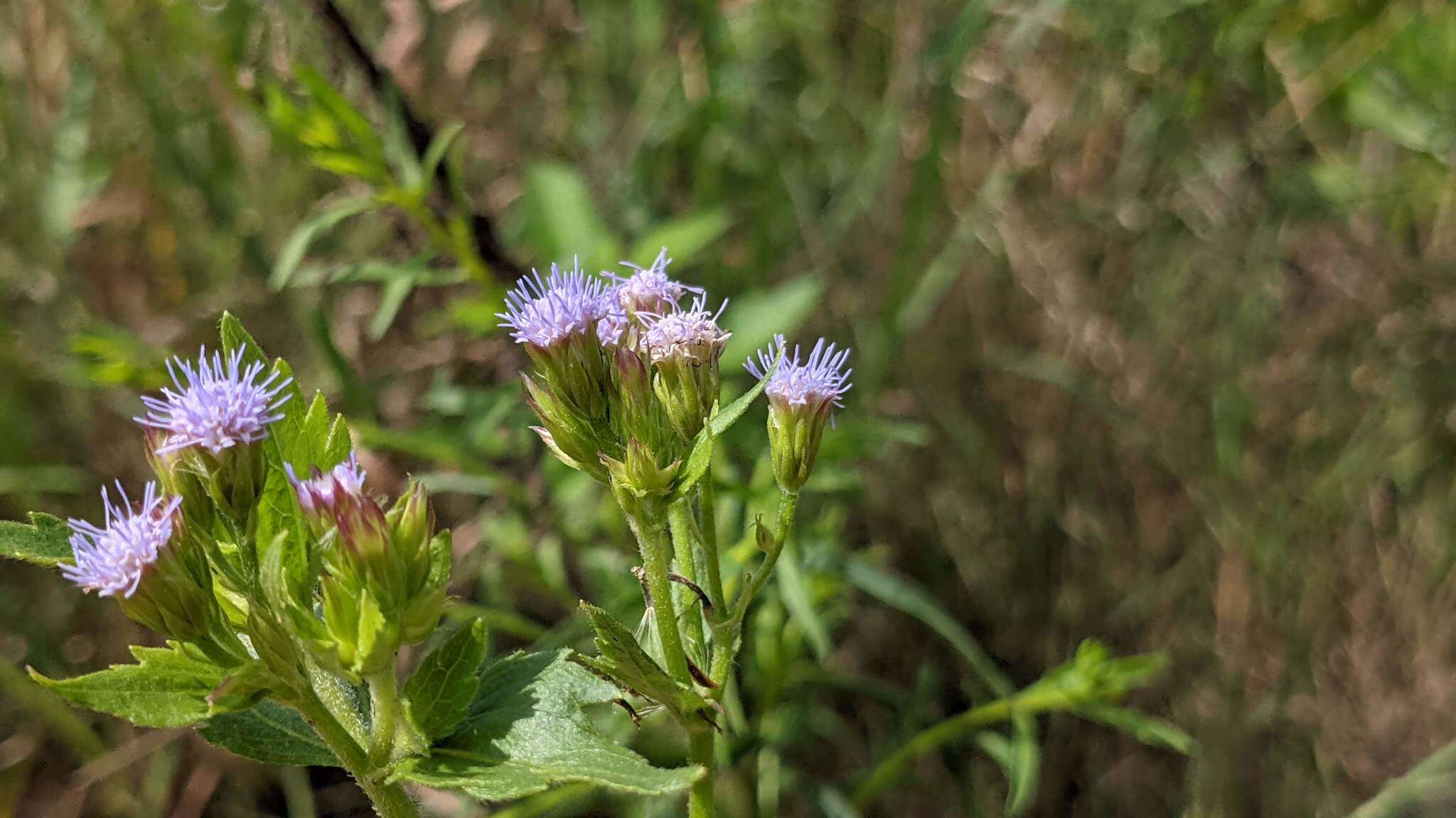 Image of Praxelis diffusa (Rich.) J. F. Pruski