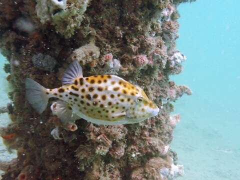 Image of Blue boxfish