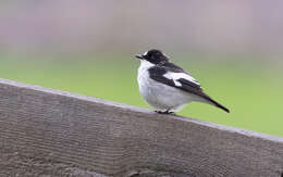 Ficedula hypoleuca iberiae (Witherby 1928) resmi