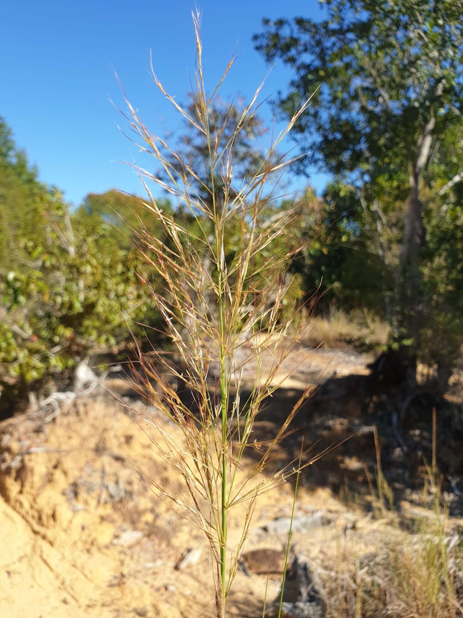 Image of Aristida similis Steud.